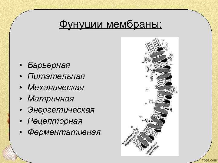 Фунуции мембраны: • • Барьерная Питательная Механическая Матричная Энергетическая Рецепторная Ферментативная 