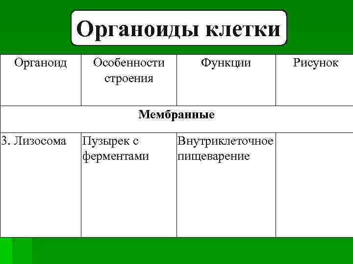 Органоиды клетки Органоид Особенности строения Функции Мембранные 3. Лизосома Пузырек с ферментами Внутриклеточное пищеварение