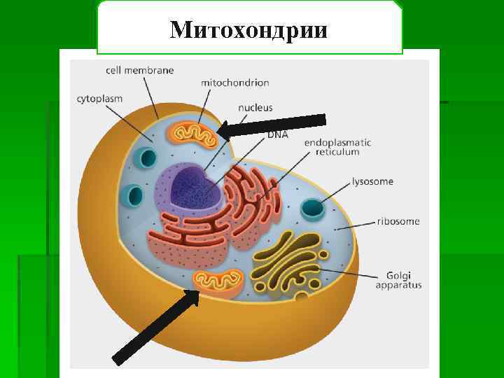 Митохондрии 