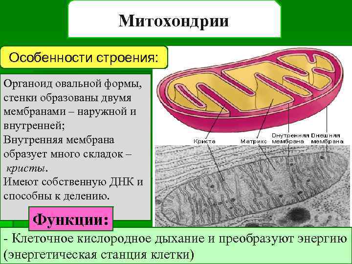 Митохондрии Особенности строения: Органоид овальной формы, стенки образованы двумя мембранами – наружной и внутренней;