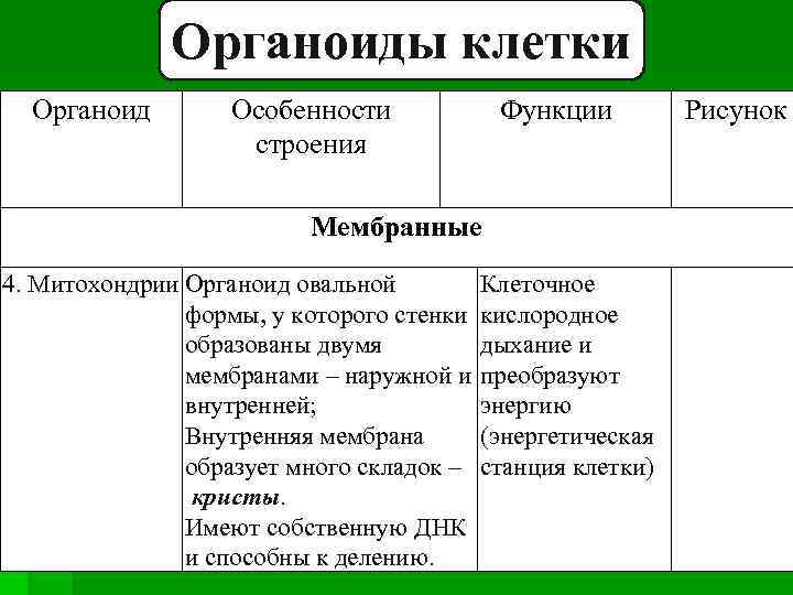 Органоиды клетки Органоид Особенности строения Функции Мембранные 4. Митохондрии Органоид овальной Клеточное формы, у