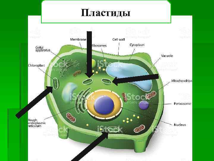 Пластиды 