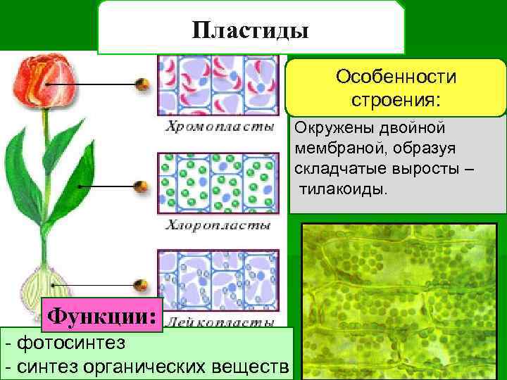 Пластиды Особенности строения: Окружены двойной мембраной, образуя складчатые выросты – тилакоиды. Функции: - фотосинтез