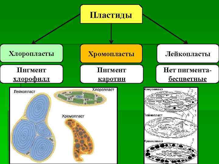 Пластиды Хлоропласты Хромопласты Лейкопласты Пигмент хлорофилл Пигмент каротин Нет пигментабесцветные 