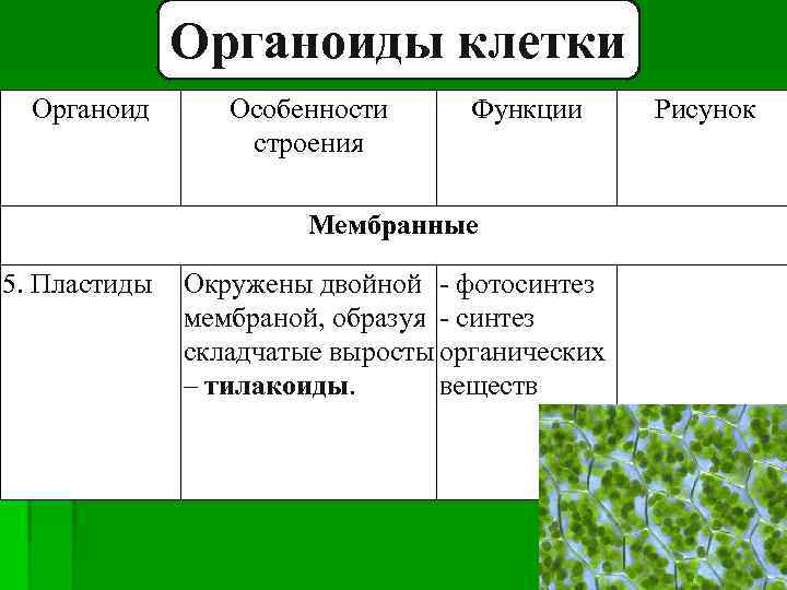 Органоиды клетки Органоид Особенности строения Функции Мембранные 5. Пластиды Окружены двойной - фотосинтез мембраной,