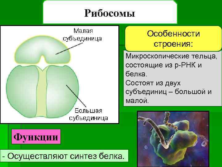 Рибосомы Особенности строения: Микроскопические тельца, состоящие из р-РНК и белка. Состоят из двух субъединиц