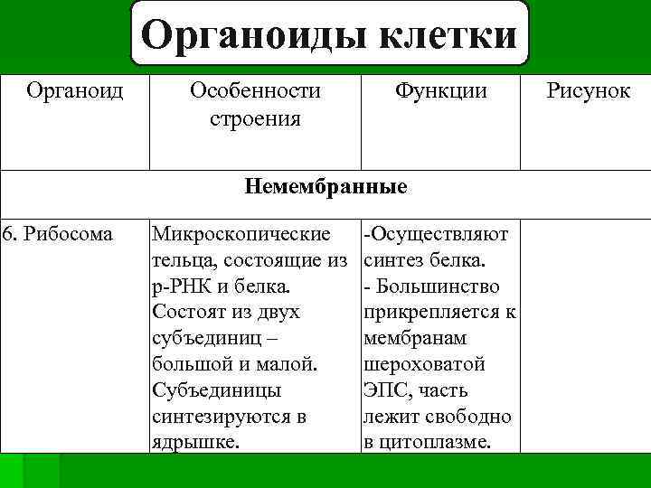 Органоиды клетки Органоид Особенности строения Функции Немембранные 6. Рибосома Микроскопические тельца, состоящие из р-РНК