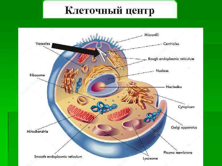 Клеточный центр 