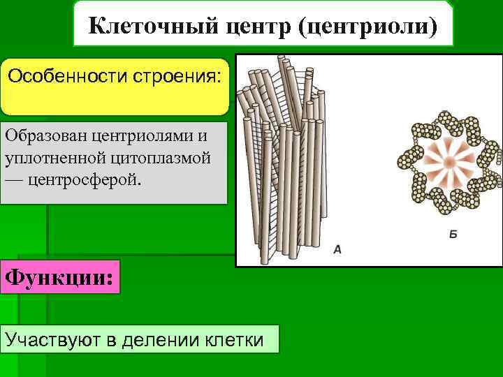 Клеточный центр (центриоли) Особенности строения: Образован центриолями и уплотненной цитоплазмой — центросферой. Функции: Участвуют