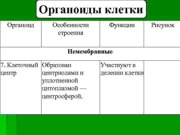 Органоиды клетки Органоид Особенности строения Функции Немембранные 7. Клеточный Образован центриолями и уплотненной цитоплазмой