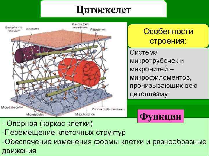 Цитоскелет Особенности строения: Система микротрубочек и микронитей – микрофиломентов, пронизывающих всю цитоплазму Функции -