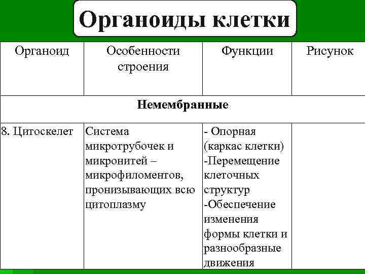 Органоиды клетки Органоид Особенности строения Функции Немембранные 8. Цитоскелет Система микротрубочек и микронитей –