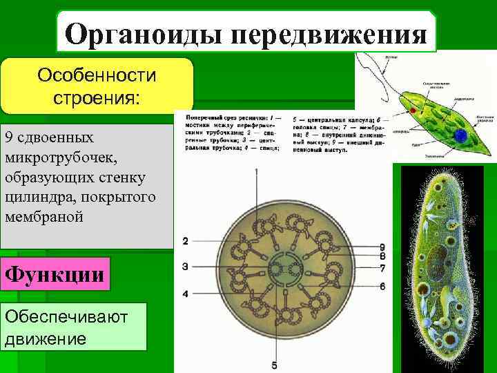 Органоиды передвижения Особенности строения: 9 сдвоенных микротрубочек, образующих стенку цилиндра, покрытого мембраной Функции Обеспечивают