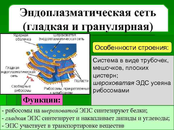 Эндоплазматическая сеть (гладкая и гранулярная) Особенности строения: Система в виде трубочек, мешочков, плоских цистерн;