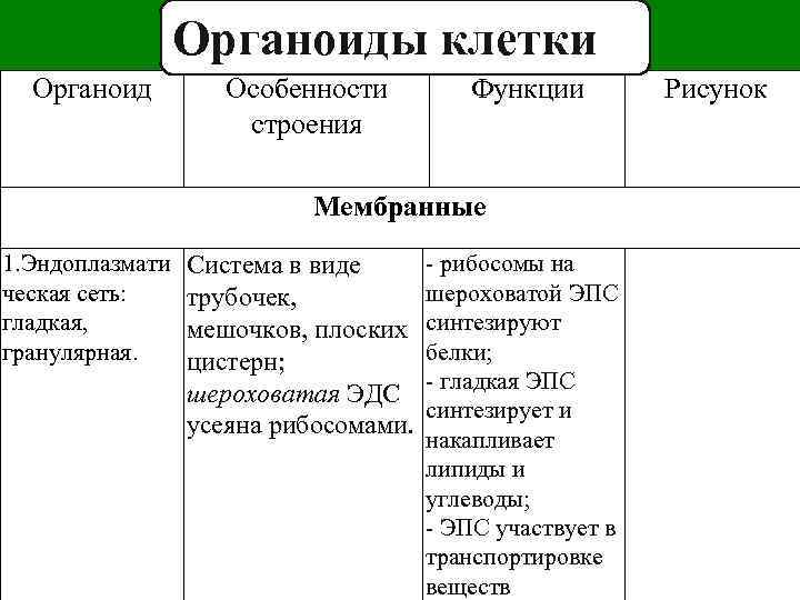 Органоиды клетки Органоид Особенности строения Функции Мембранные 1. Эндоплазмати ческая сеть: гладкая, гранулярная. Система