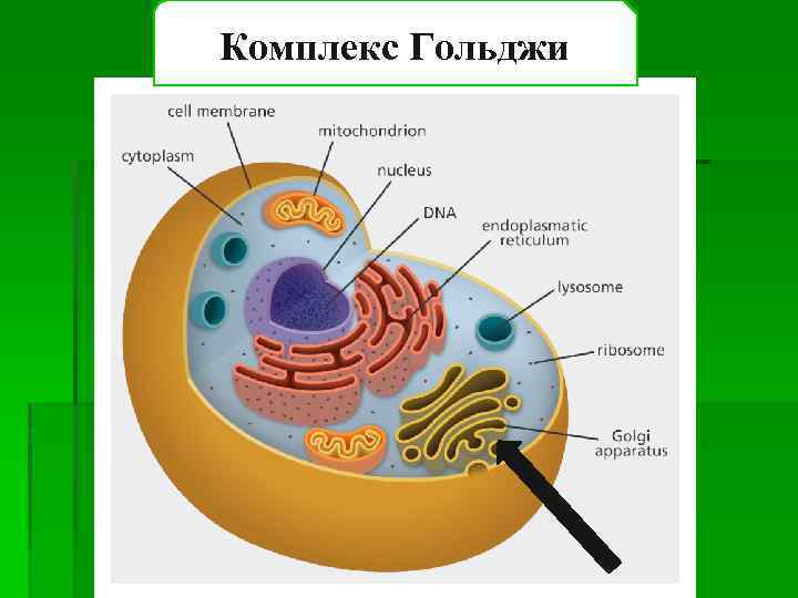 Комплекс Гольджи 