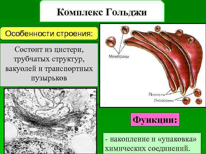 Комплекс Гольджи Особенности строения: Состоит из цистерн, трубчатых структур, вакуолей и транспортных пузырьков Функции: