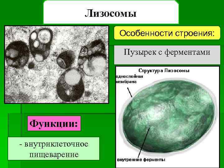 Лизосомы Особенности строения: Пузырек с ферментами Функции: - внутриклеточное пищеварение 