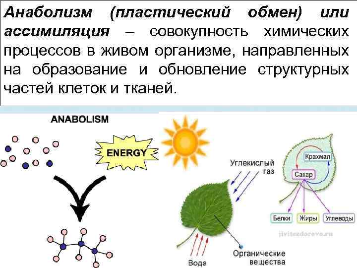 Анаболизм (пластический обмен) или ассимиляция – совокупность химических процессов в живом организме, направленных на