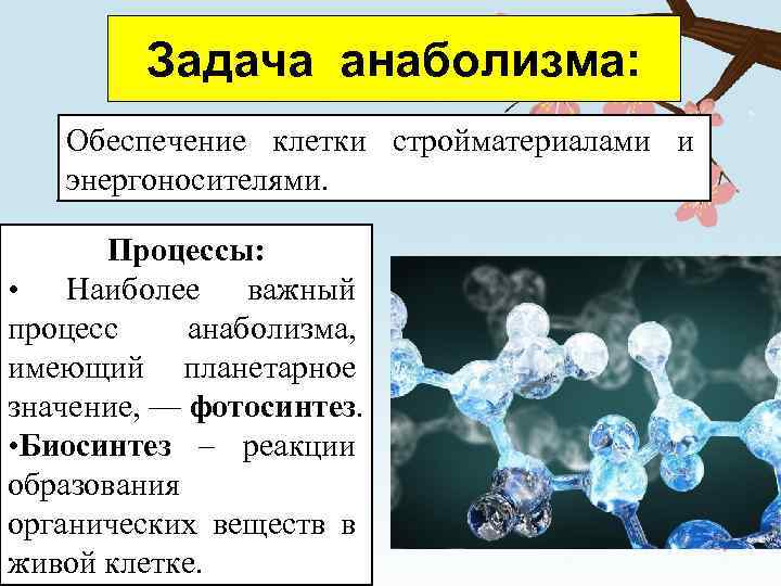 Задача анаболизма: Обеспечение клетки стройматериалами и энергоносителями. Процессы: • Наиболее важный процесс анаболизма, имеющий