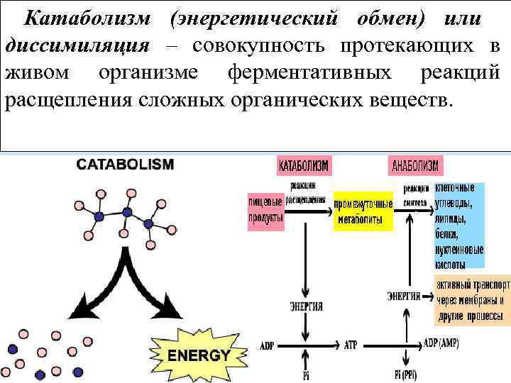 Катаболизм (энергетический обмен) или диссимиляция – совокупность протекающих в живом организме ферментативных реакций расщепления