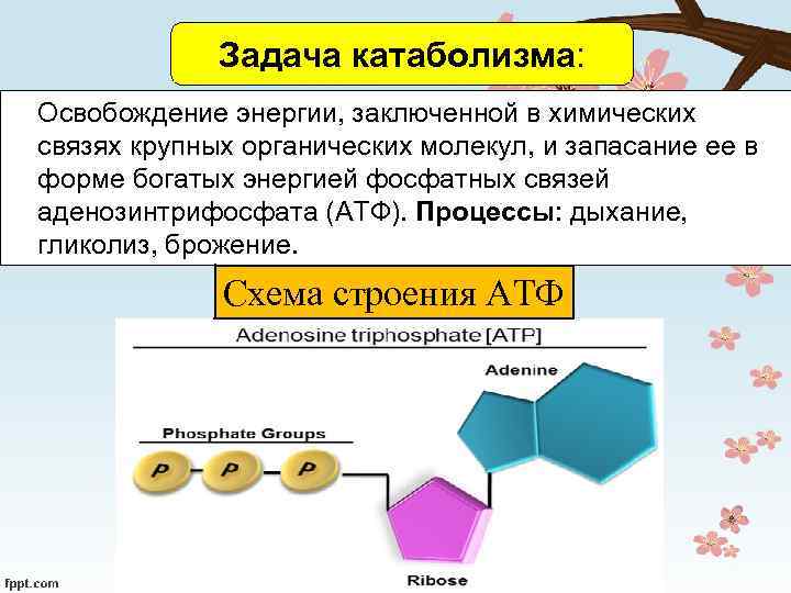 Богатые энергией связи в молекуле атф