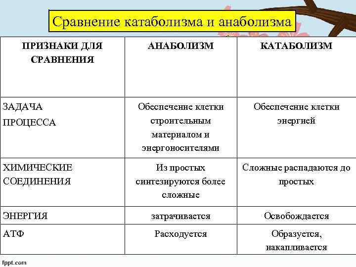 Сравнение катаболизма и анаболизма ПРИЗНАКИ ДЛЯ СРАВНЕНИЯ ЗАДАЧА ПРОЦЕССА ХИМИЧЕСКИЕ СОЕДИНЕНИЯ ЭНЕРГИЯ АТФ АНАБОЛИЗМ