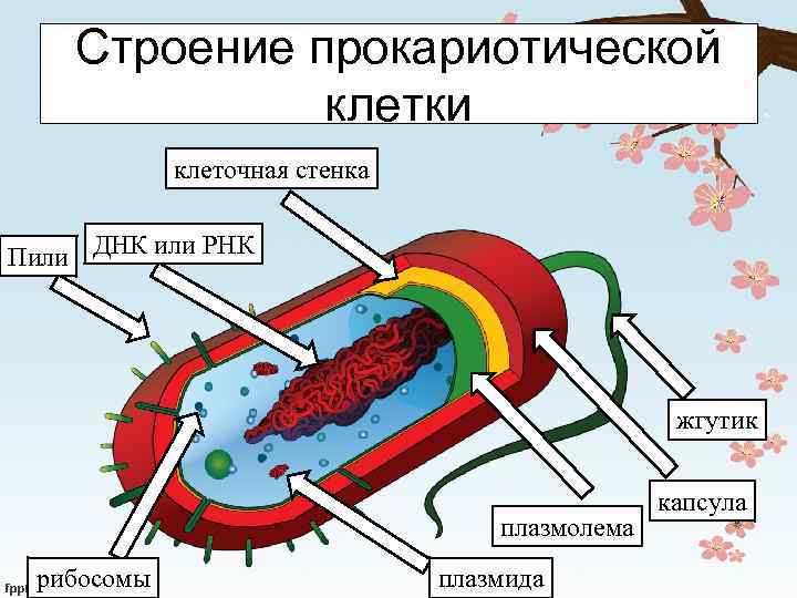 Строение прокариотической клетки клеточная стенка Пили ДНК или РНК жгутик плазмолема рибосомы плазмида капсула