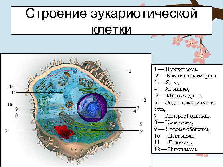 Строение эукариотической клетки 1 — Пероксисома, 2 — Клеточная мембрана, 3 — Ядро, 4