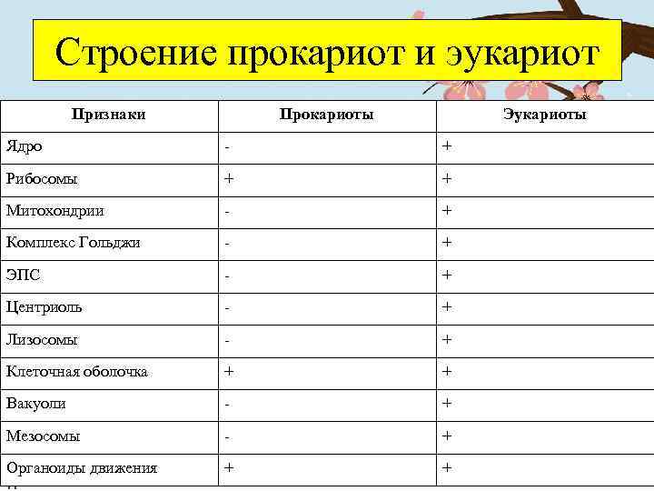 Строение прокариот и эукариот Признаки Прокариоты Эукариоты Ядро - + Рибосомы + + Митохондрии