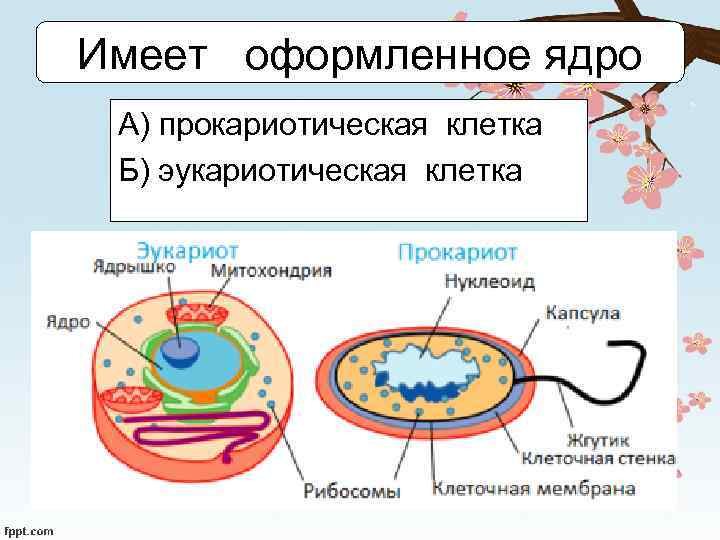 Имеет оформленное ядро А) прокариотическая клетка Б) эукариотическая клетка 