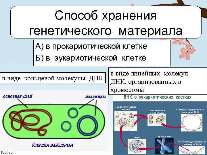 Кольцевая хромосома