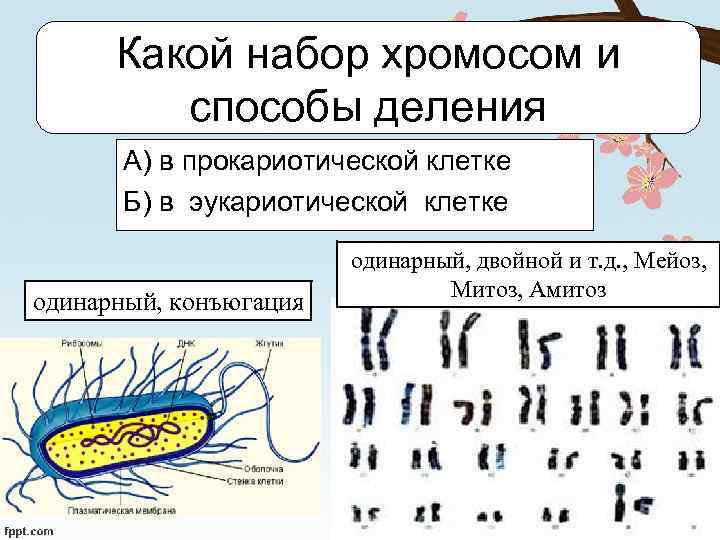 Какой набор хромосом и способы деления А) в прокариотической клетке Б) в эукариотической клетке