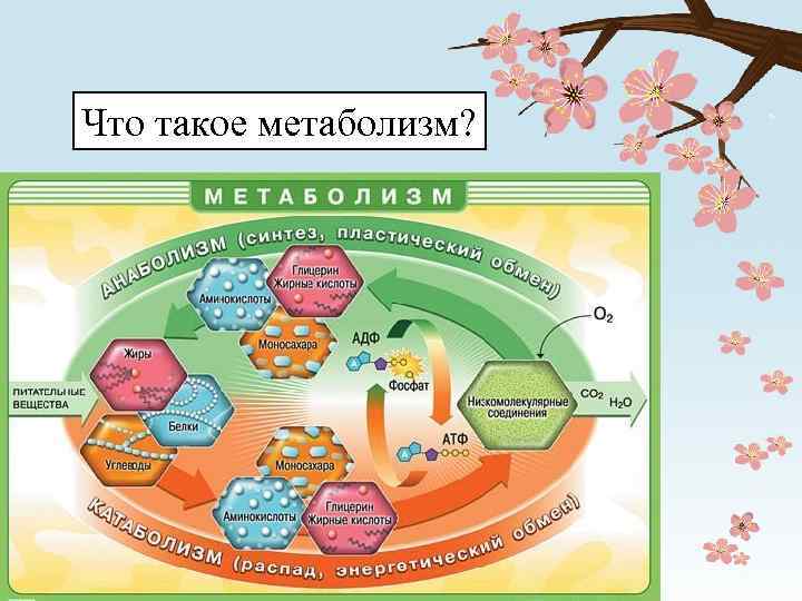 Что такое метаболизм? 