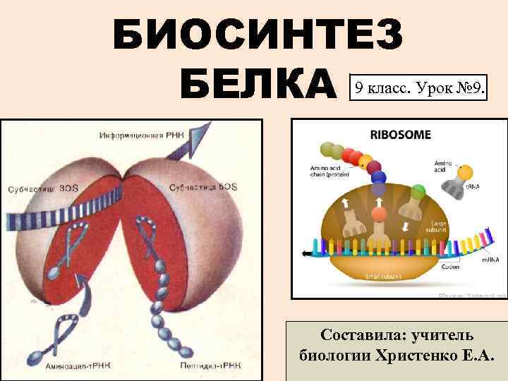 Схема биосинтеза белка 9 класс