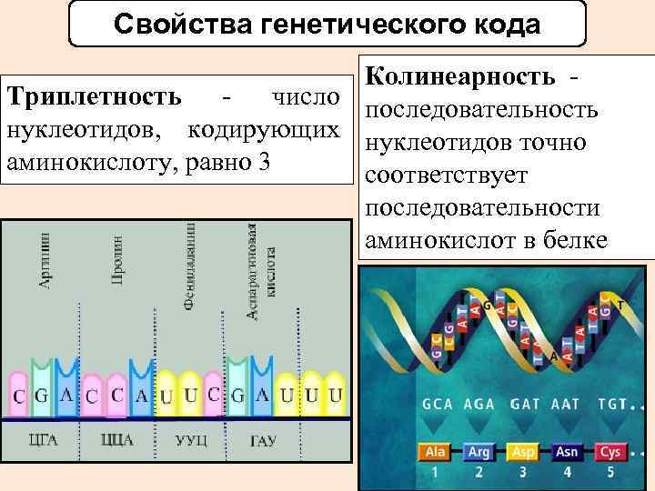 Свойства генетического кода Колинеарность Триплетность - число последовательность нуклеотидов, кодирующих нуклеотидов точно аминокислоту, равно