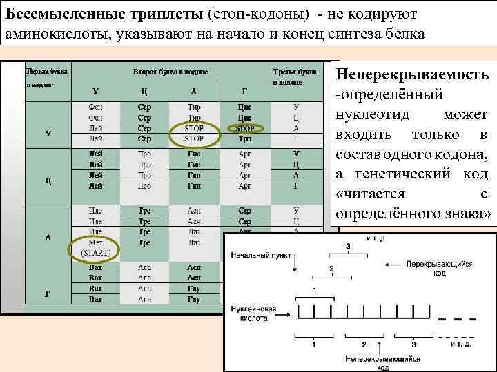 Один кодон кодирует несколько аминокислот