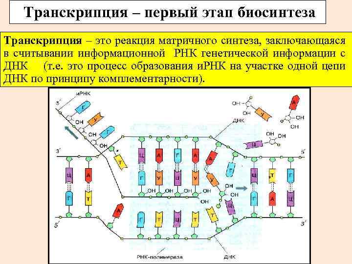 Рассмотрите рисунок с изображением одного из процессов матричного синтеза