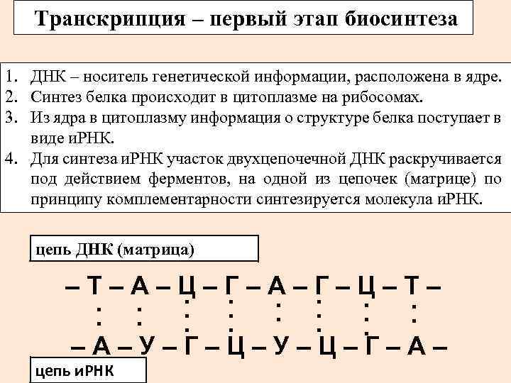 Транскрипция – первый этап биосинтеза 1. ДНК – носитель генетической информации, расположена в ядре.
