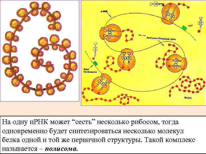 Что такое полисома в биологии