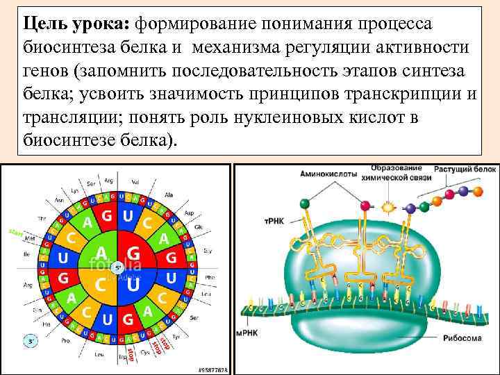 Биосинтез белка схема егэ