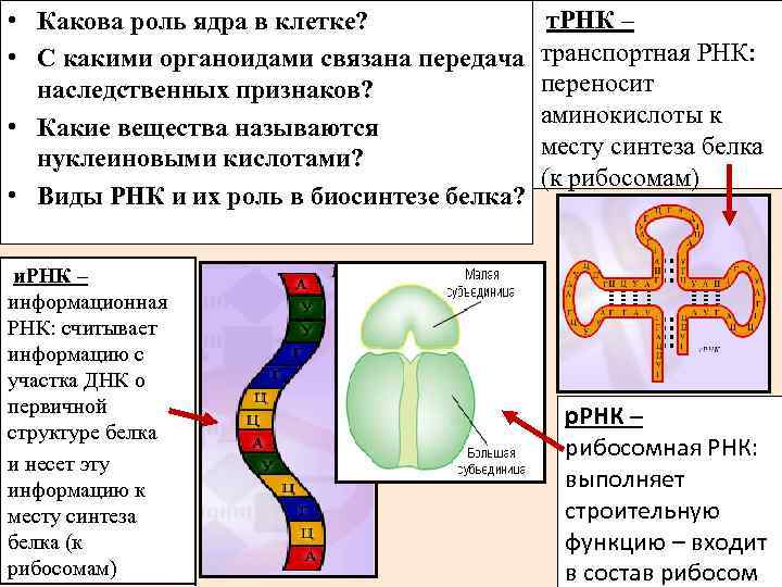 Презентация синтез белка в клетке