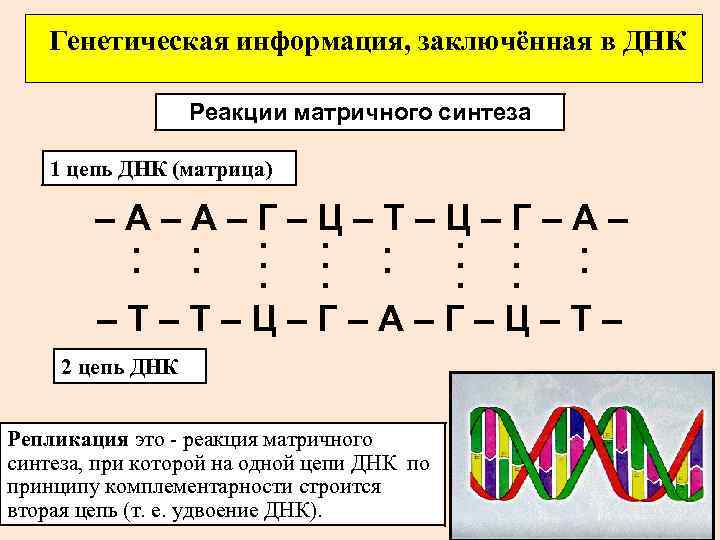 Схема биосинтеза белка 9 класс