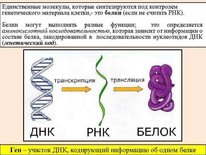 Синтез белка картинка