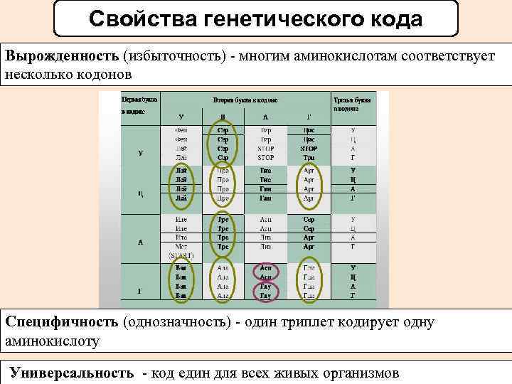 Свойства генетического кода Вырожденность (избыточность) - многим аминокислотам соответствует несколько кодонов Специфичность (однозначность) -