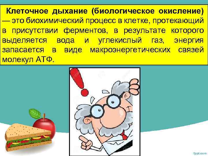 Клеточное дыхание (биологическое окисление) — это биохимический процесс в клетке, протекающий в присутствии ферментов,