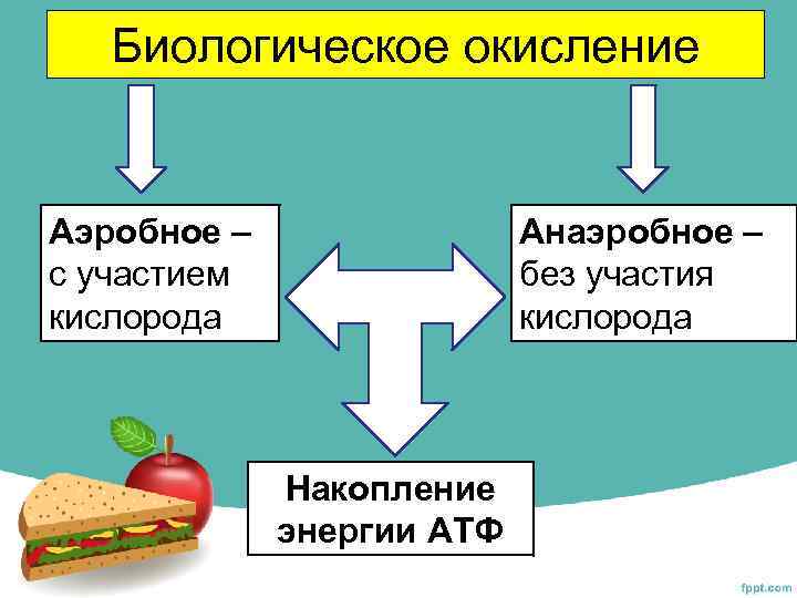 Биологическое окисление Аэробное – с участием кислорода Анаэробное – без участия кислорода Накопление энергии