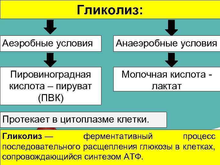 Гликолиз: Аеэробные условия Анаеэробные условия Пировиноградная кислота – пируват (ПВК) Молочная кислота - лактат