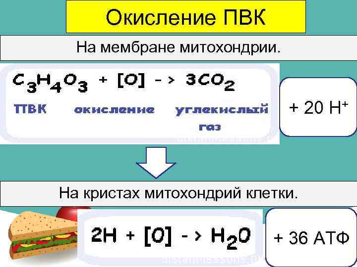 Окисление ПВК На мембране митохондрии. + 20 H+ На кристах митохондрий клетки. + 36