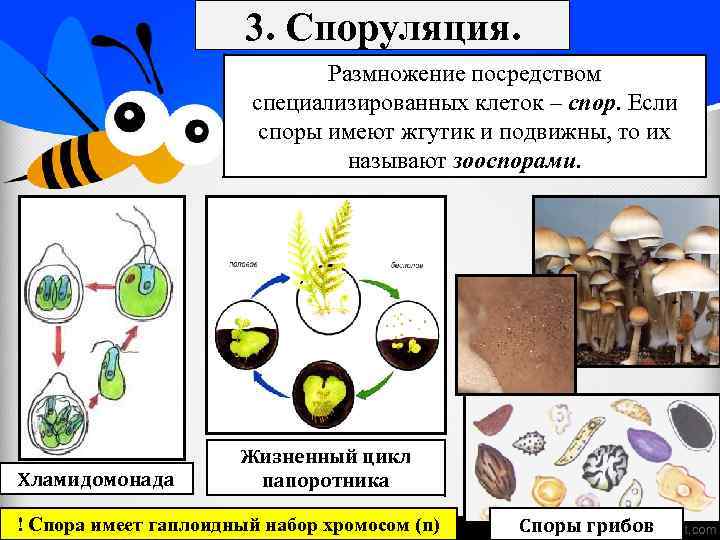 3. Споруляция. Размножение посредством специализированных клеток – спор. Если споры имеют жгутик и подвижны,